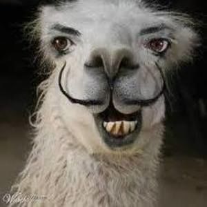 Meet your Posher, Ronald